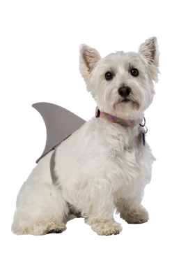 Rasta Imposta Shark Fin Dog Costume
