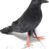 Bristol Novelty Evil Villains Black Crow Prop Accessory